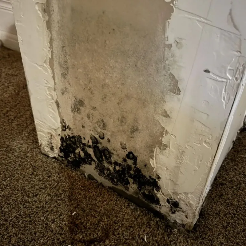 Professional Mold Removal in Walker County, TX